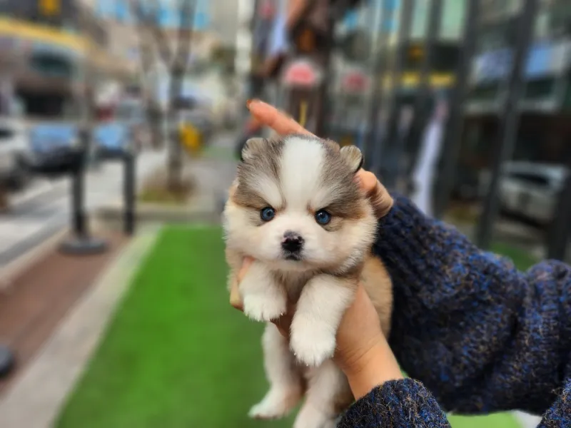 화곡 폼스키분양 강아지 파양입소 현장 1