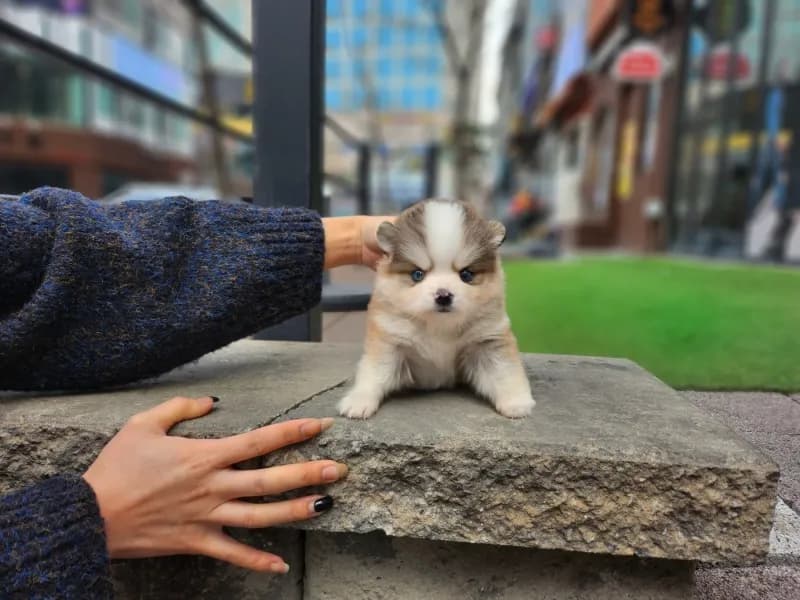 논산 폼스키분양 강아지 파양입소 현장 1