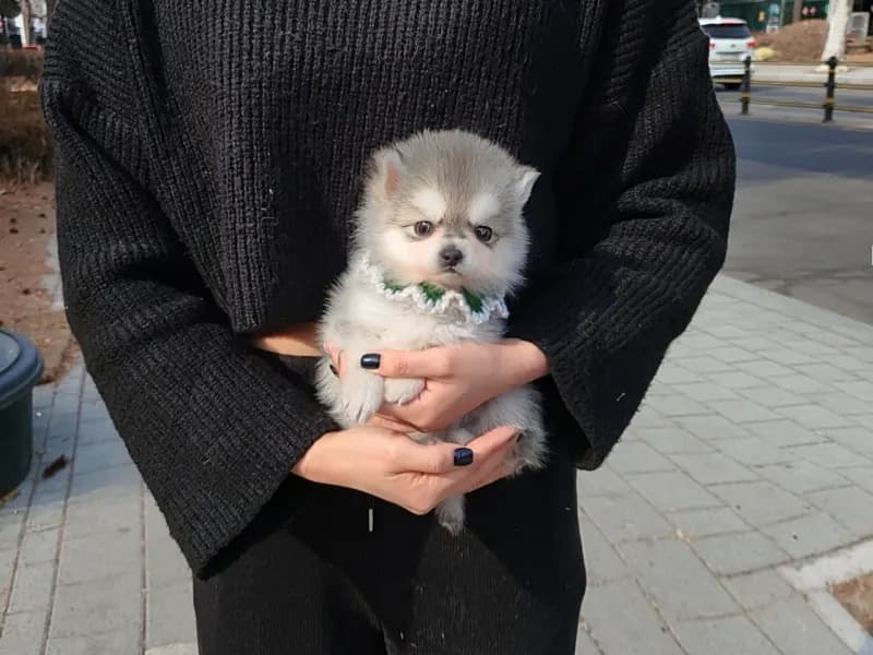 속초 폼스키분양 속초 폼스키분양 프로필 2