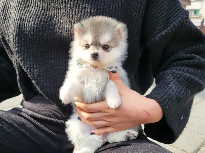 세종 폼스키분양 세종 폼스키분양 케어 모습 3