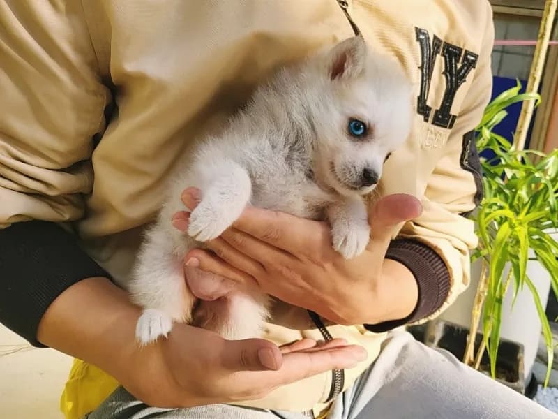 양산 폼스키분양 강아지 파양입소 현장 1