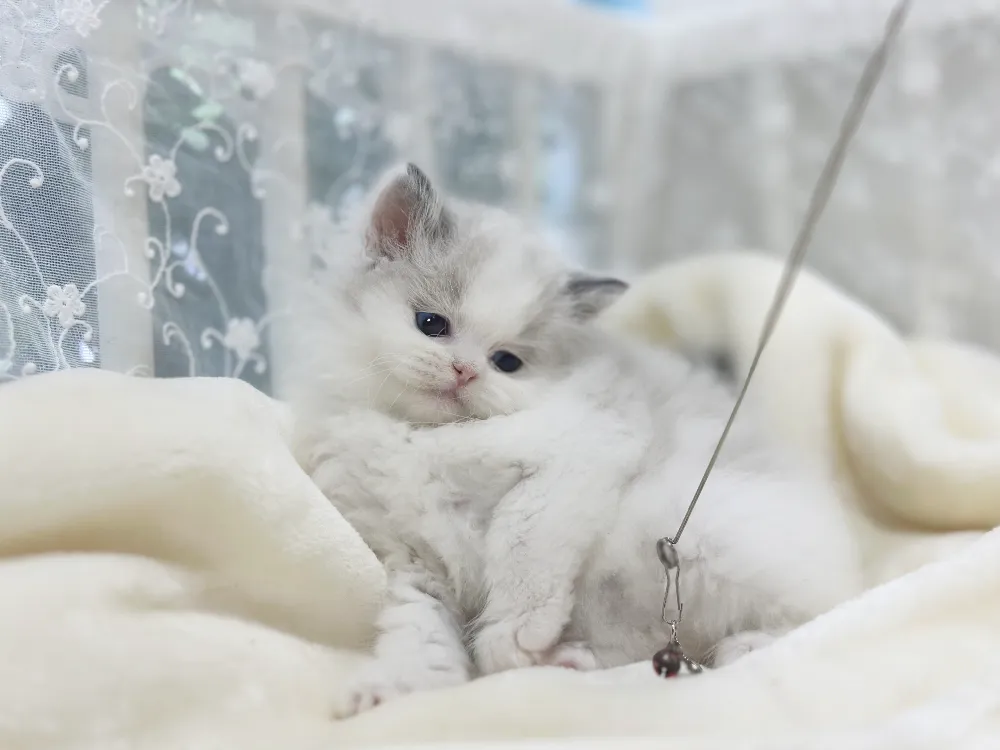 광명 렉돌분양 광명 렉돌분양 케어 모습 3