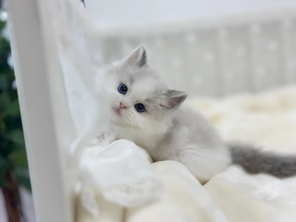 창녕 렉돌분양 강아지 파양입소 현장 1