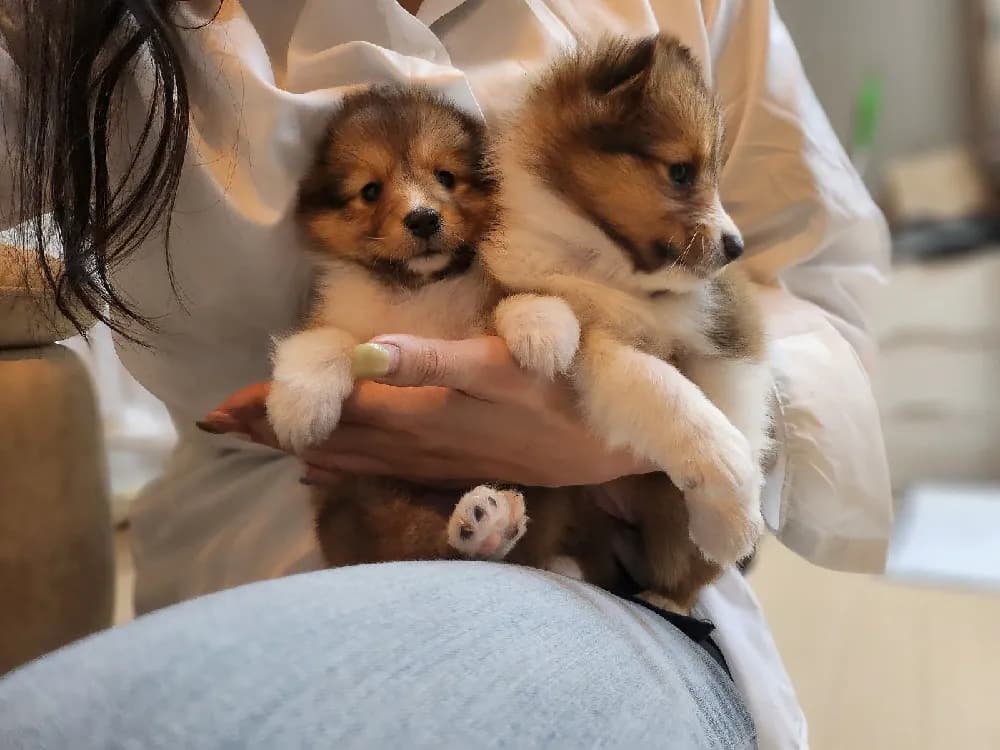 여수 셀티분양 여수 셀티분양 케어 모습 3