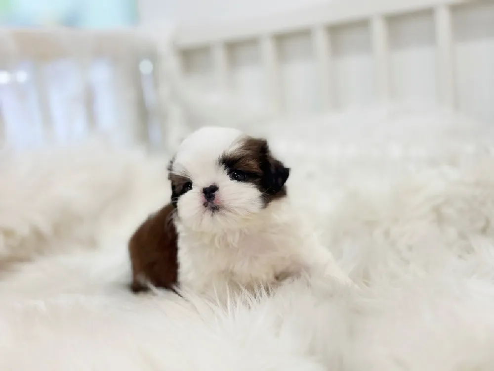 삼척 시츄분양 강아지 파양입소 현장 1