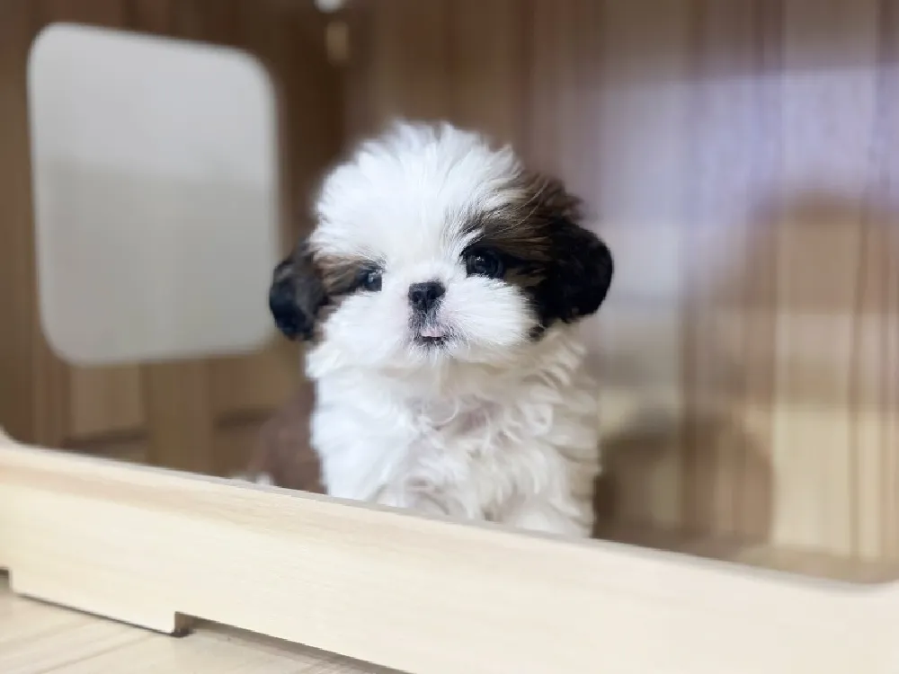 광명 시츄분양 광명 시츄분양 케어 모습 3