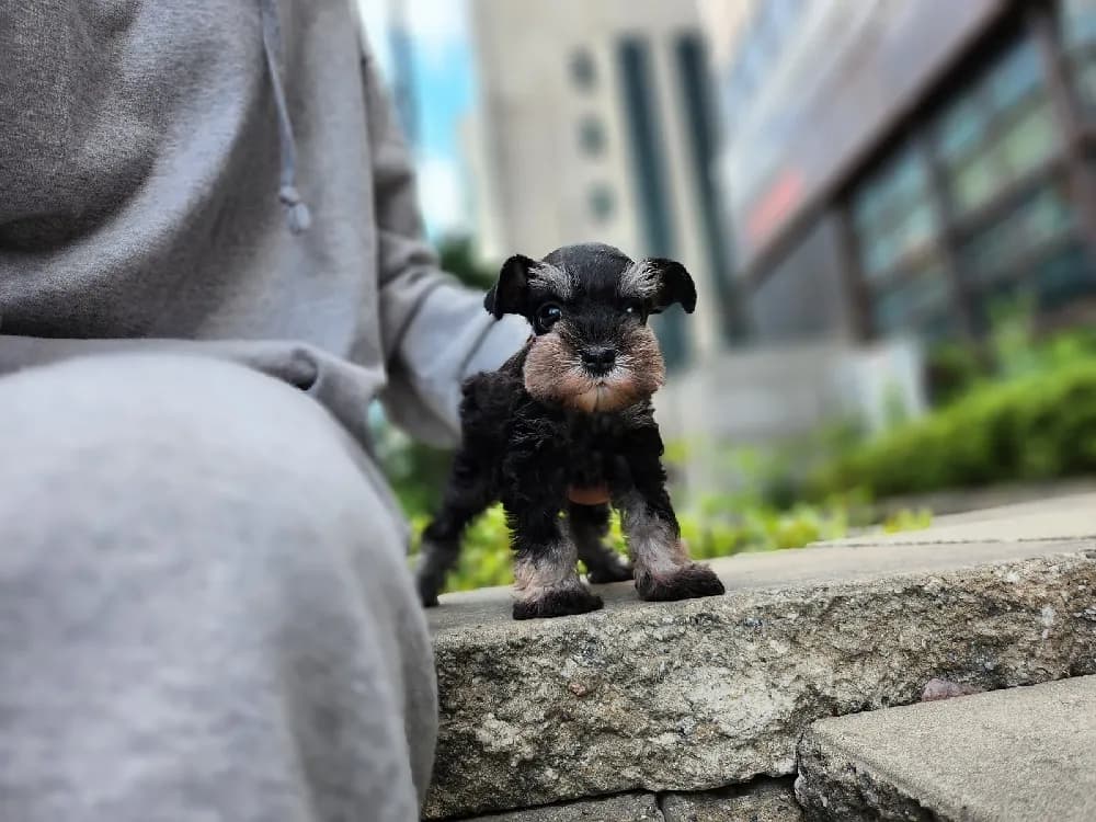 대전 슈나우저분양 대전 슈나우저분양 케어 모습 3