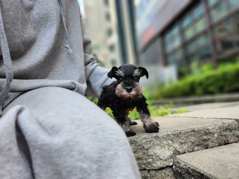대전 슈나우저분양 대전 슈나우저분양 프로필 2
