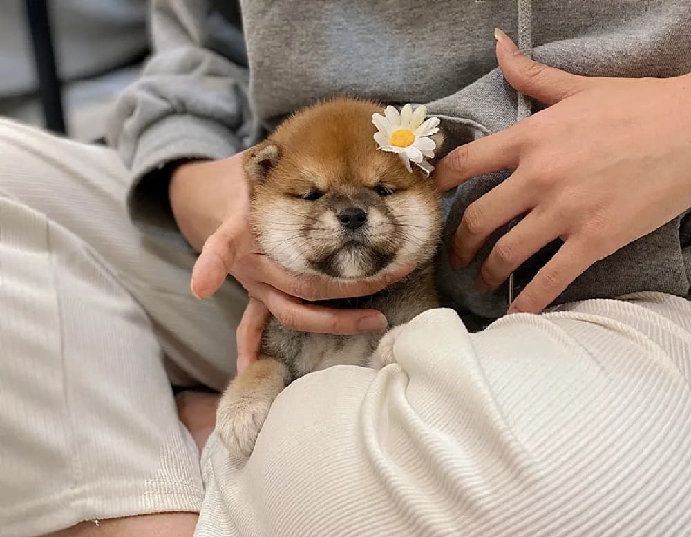 청양 시바견분양 강아지 파양입소 현장 1