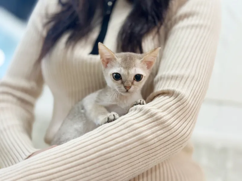 송도 싱가푸라분양 송도 싱가푸라분양 케어 모습 3