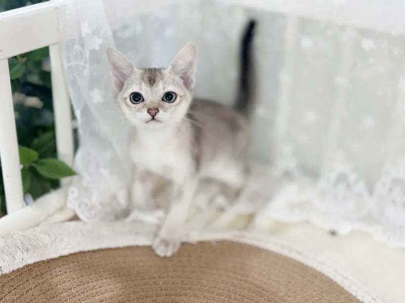 나주 싱가푸라분양 나주 싱가푸라분양 프로필 2