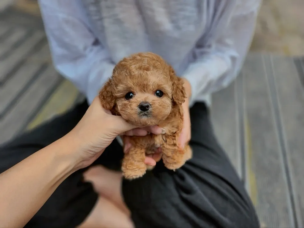 청주 토이푸들분양 강아지 파양입소 현장 1