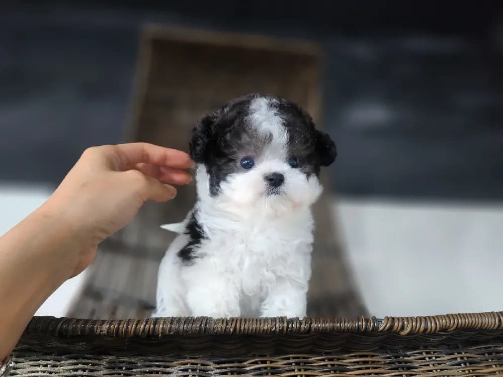 서산 토이푸들분양 서산 토이푸들분양 케어 모습 3
