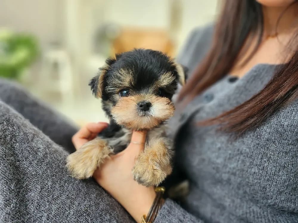 구리 요크셔테리어분양 구리 요크셔테리어분양 프로필 2